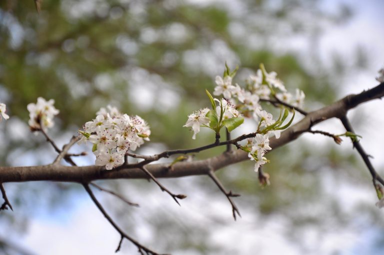 Do Lent and Spring Belong Together?